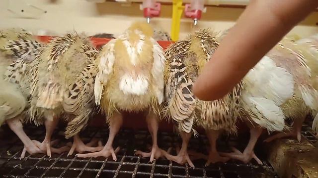 Молодые ТЕХАСЦЫ И ФЕНИКСЫ. Пора рассаживать ещё вчера! смотреть онлайн