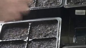 № 1 ПОСЕВ ТАБАКА.webm