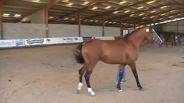 UFKIR EL BARBET (Nérac 3 ans) смотреть онлайн