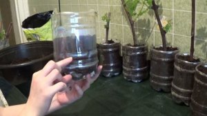 Посадка черенков винограда в контейнер с грунтом