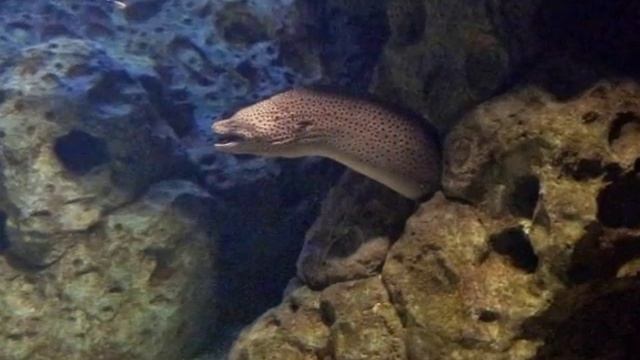 Океанариум в Адлере (Сочи)