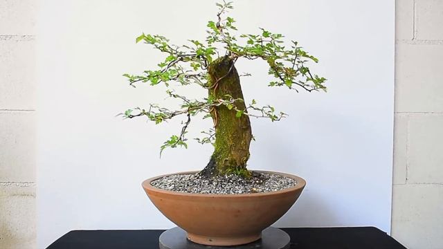 Crataegus Monogyna смотреть онлайн