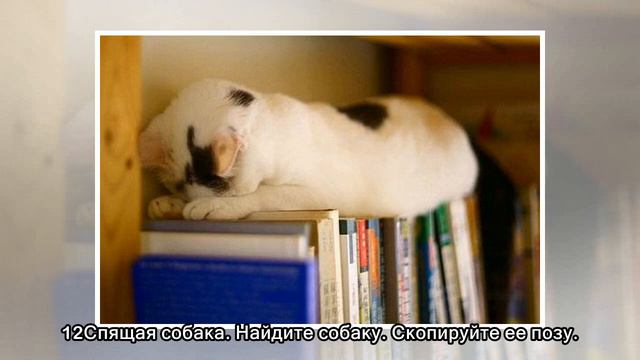 25 кошачьих поз для сна смотреть онлайн