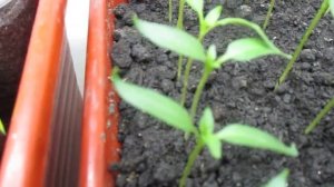 КОГДА ПИКИРОВАТЬ ПЕРЦЫ? Ольга Чернова.