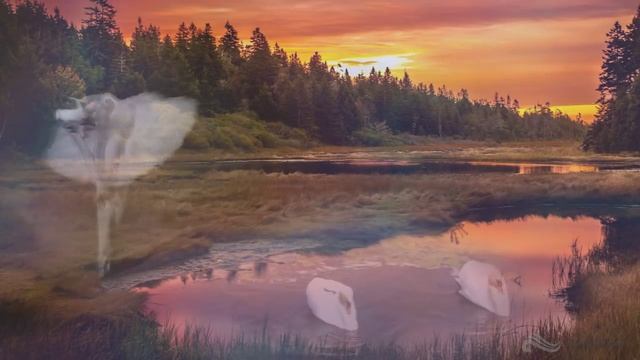 Лебедь смотреть онлайн