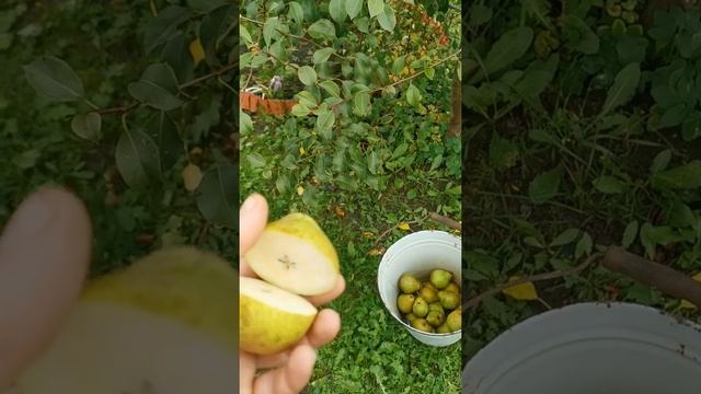 Груша Белорусская Поздняя. смотреть онлайн