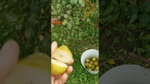 Груша Белорусская Поздняя.