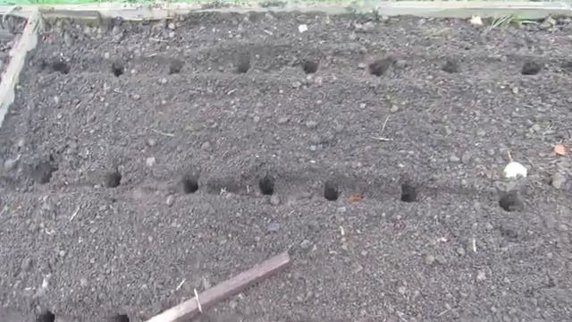 Дача - сезон 2020 г. Октябрь - посадка чеснока, лука, картофеля и посев моркови под зиму. Что и как смотреть онлайн