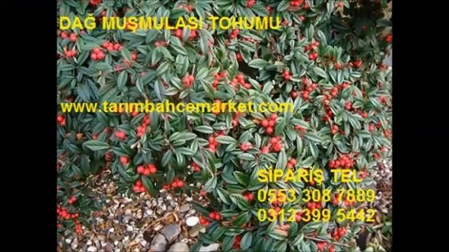 Cotoneaster horizontalis dağ muşmulası,dağ muşmulası смотреть онлайн