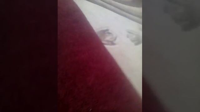 коготь раптора смотреть онлайн