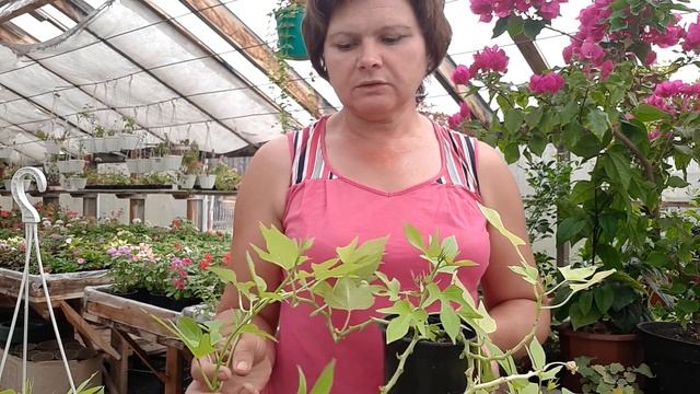 Мои Ипомеи Батат, сорта, уход, размножение, декор. смотреть онлайн