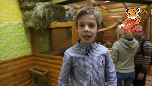 Полярная сова в зоопарке | Ян Стефаненко | Студия Тигрята