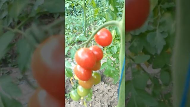 Томат Спрут сливка малиновый смотреть онлайн