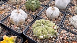 Астрофитумы (Astrophytum) в моей коллекции кактусов. Сорта, виды, размножение, уход.