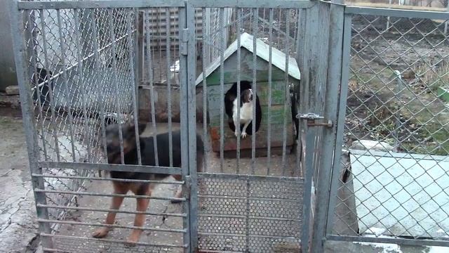 Cur☣Злая собака, лает злобно ☢ Живые звуки - Лай злой собаки на цепи смотреть онлайн