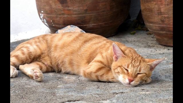 Soothing Music for Anxious Cats! Get Rid of Stress or Anxiety with this Relaxing Cat Song Playlist! смотреть онлайн