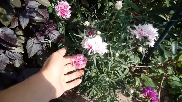 Садовые радости в конце лета. смотреть онлайн