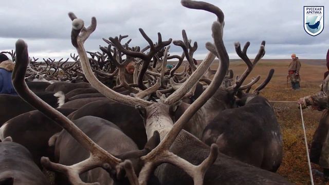 Арктический ликбез с Мариной Титовой. Часть 1. смотреть онлайн