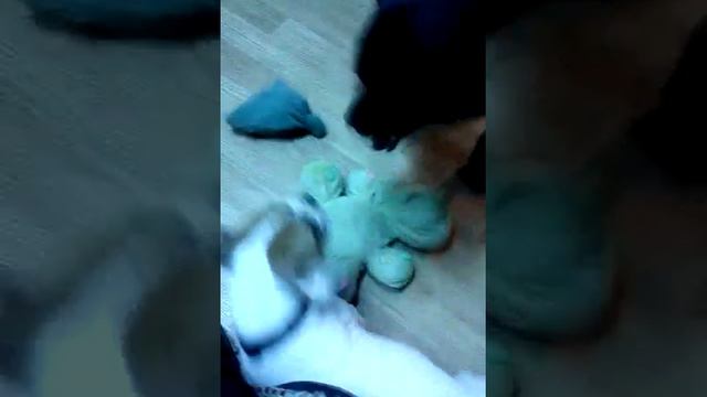 Американский бульдог Ди-Джей и ротвейлер Бриттни делят новую игруху смотреть онлайн