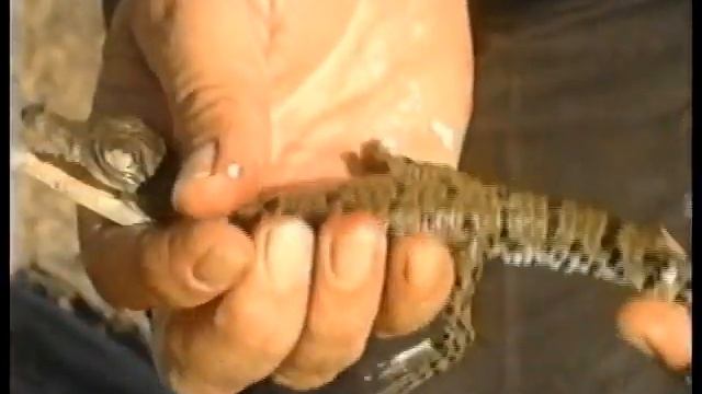 Visiting Rockhampton 1995 Tourist Promo смотреть онлайн