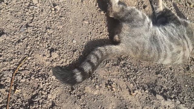 Кот камышевый карликовый и его хвост