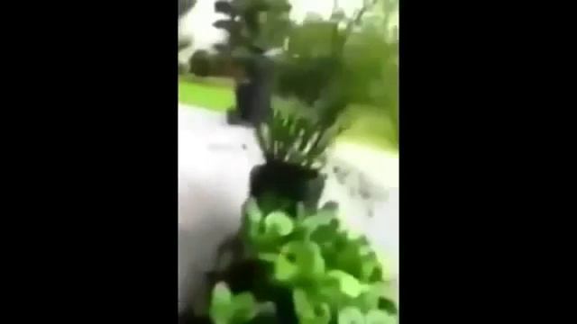 Самое удивительное нападения диких животных Пираньи атакуют человека бор смотреть онлайн