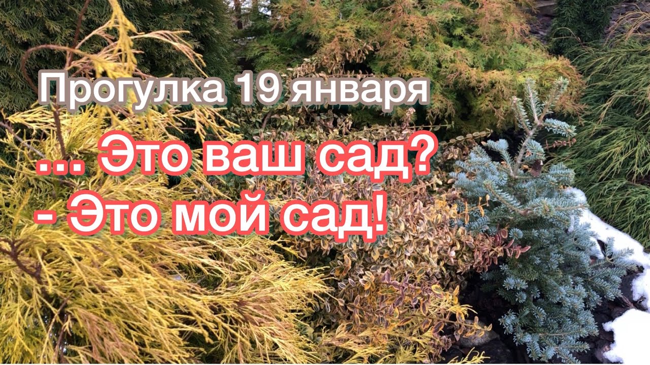 Прогулка по саду Розы после зимы и морозов Можно уже сажать, но соседи вызовут скорую ? смотреть онлайн