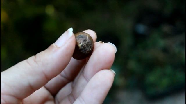 Planting Galanthus Snowdrop Bulbs - Gardening for Beginners Cut Flower Farm Growing Flowers смотреть онлайн