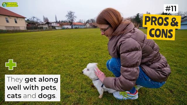 Is a Maltese the Right Dog Breed for Me? 18 Facts About Maltese Dogs! смотреть онлайн