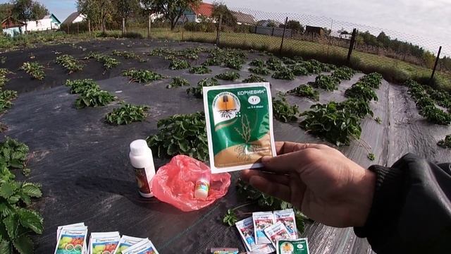 Яку ХІМІЮ вибрати для полуниці?Вирощування полуниці на Поліссі смотреть онлайн