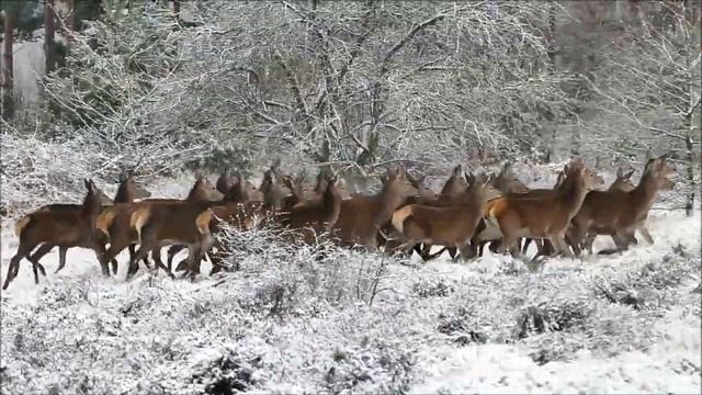 Олени.Жизнь животных. Разведение оленей на оленьей ферме смотреть онлайн