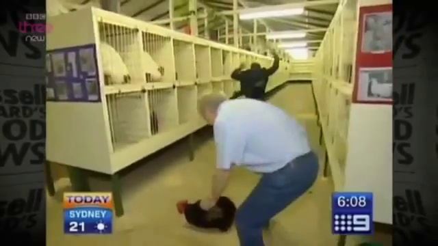 Петух и репортер :))) смотреть онлайн