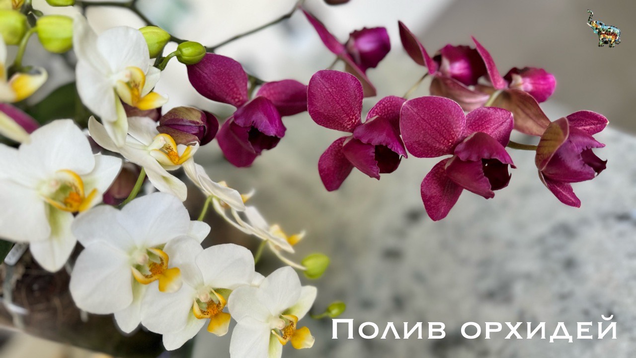 Полив орхидей 🚿 долгожданное видео , ответы на все вопросы 😃 #phal #поливорхидей смотреть онлайн