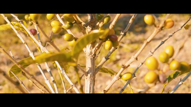 Jamaica Blue Mountain Coffee - Travel Film смотреть онлайн