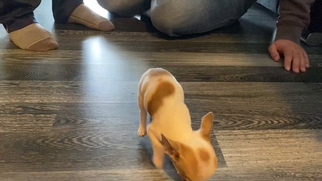 НАШ ЩЕНОК / ПЕРВЫЙ ДЕНЬ ДОМА / Джерри чихуахуа смотреть онлайн