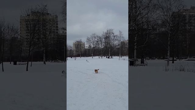 Поденгу гоняет голубей и чайку. смотреть онлайн