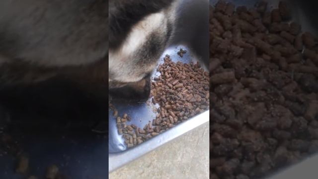 Сухой корм для собак всех пород смотреть онлайн