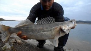 Судак.Огромные судаки на живца нарезка.2014.