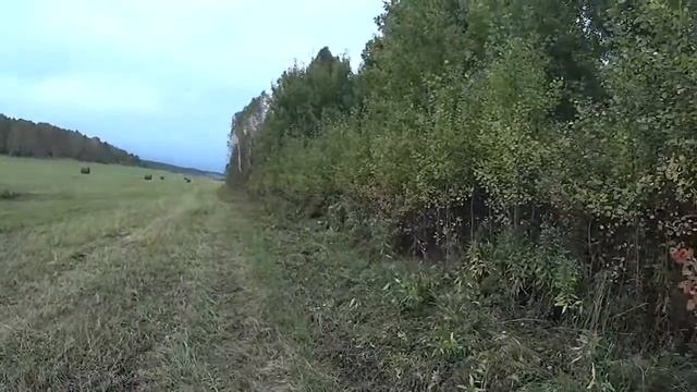 Осенние дары леса, грибы. смотреть онлайн