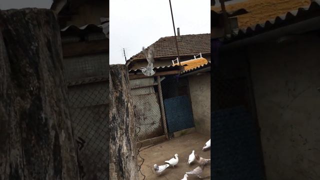 Бакинские голубку смотреть онлайн