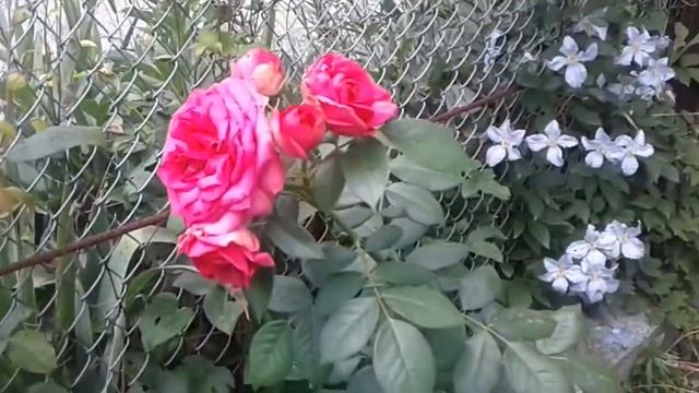 Плетистая роза Маритим. Climbing rose Maritim. смотреть онлайн