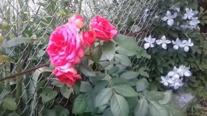 Плетистая роза Маритим. Climbing rose Maritim.