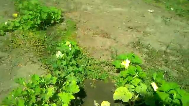 У подруги на даче/Ягода малина/Плохой урожай. смотреть онлайн