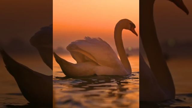 Be My Valentine, Romantic nature смотреть онлайн