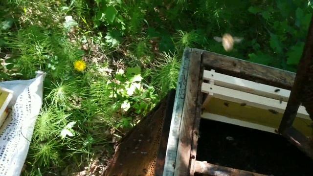 Проверка второго пойманного роя 2021 смотреть онлайн