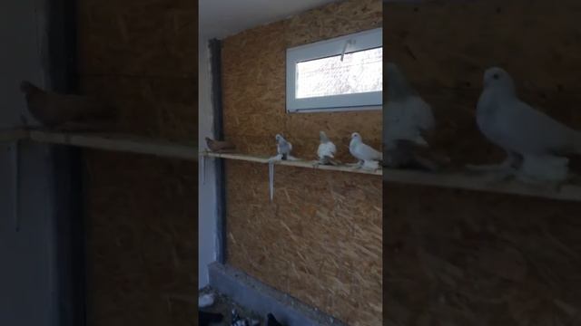 Вечернее кормление Голубей 10.12.2017 смотреть онлайн