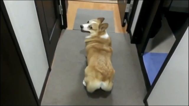 Мокроносый выпуск смотреть онлайн