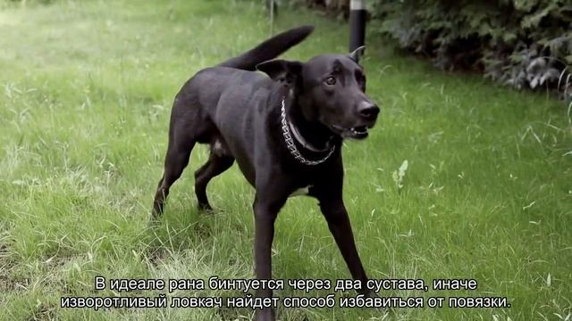 Как остановить кровотечение у кошки? смотреть онлайн