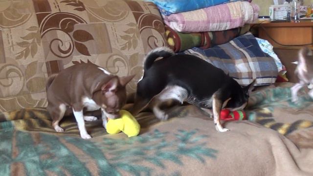 Щенок ЧИХУАХУА смотреть онлайн