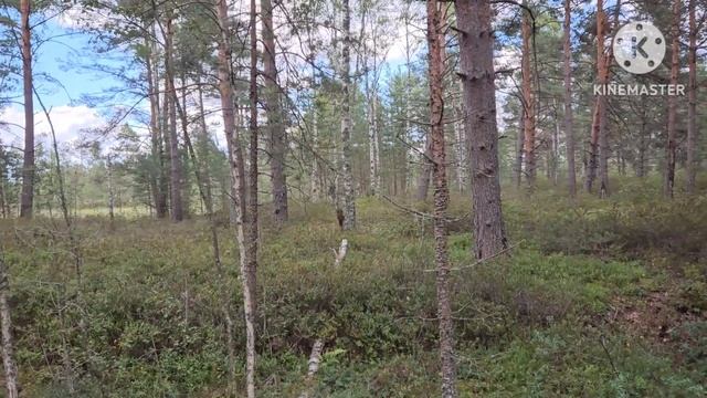 По грибочки по ягоды.Кого выбрала немецкая овчарка смотреть онлайн